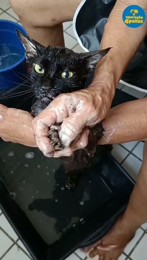 Amora, gata de porte pequeno para adoção em Estância - SE