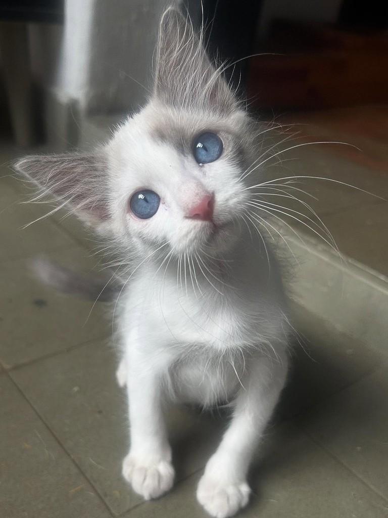 Algodão, gato de porte pequeno para adoção em Campinas - SP