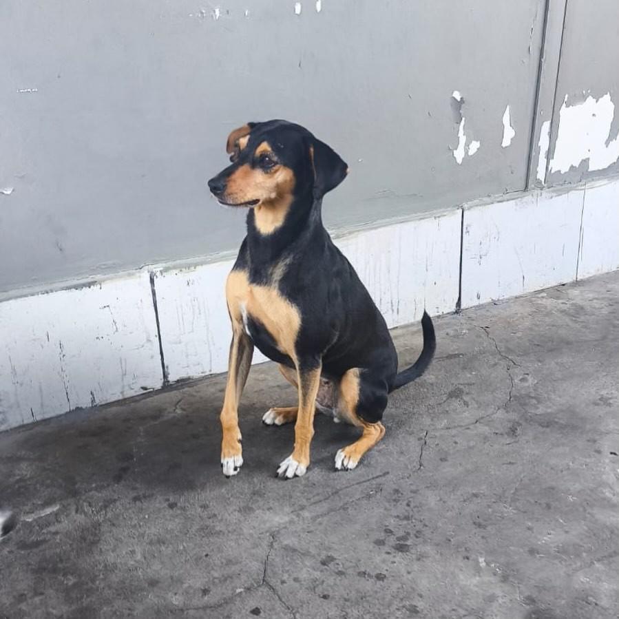 Lola, cadela de porte pequeno para adoção em Campinas - SP