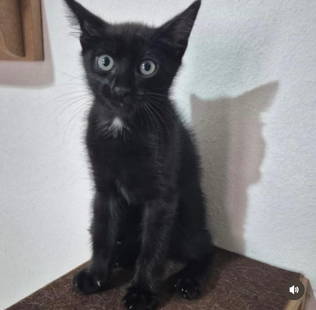 Sushi, gato de porte pequeno para adoção em Campinas - SP