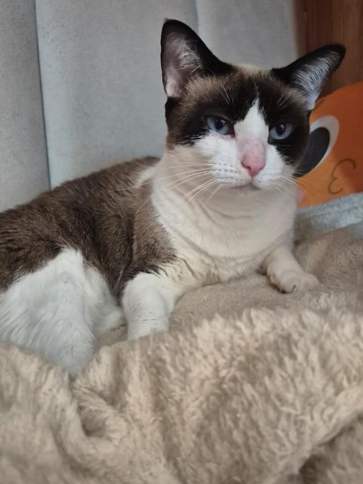 Shitara, gato de porte pequeno para adoção em Campinas - SP