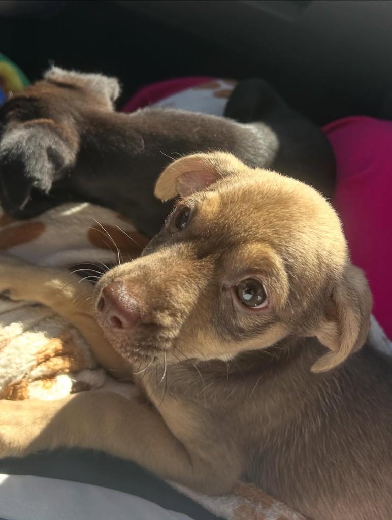 Brownie, cachorro de porte pequeno para adoção em Campinas - SP