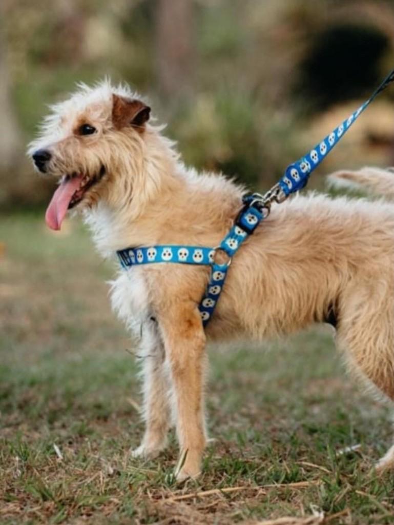 Fiapo, cachorro de porte médio para adoção em Campinas - SP