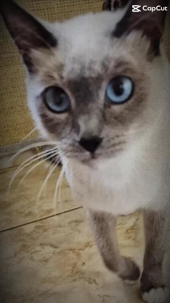 Guioza, gato de porte pequeno para adoção em Campinas - SP