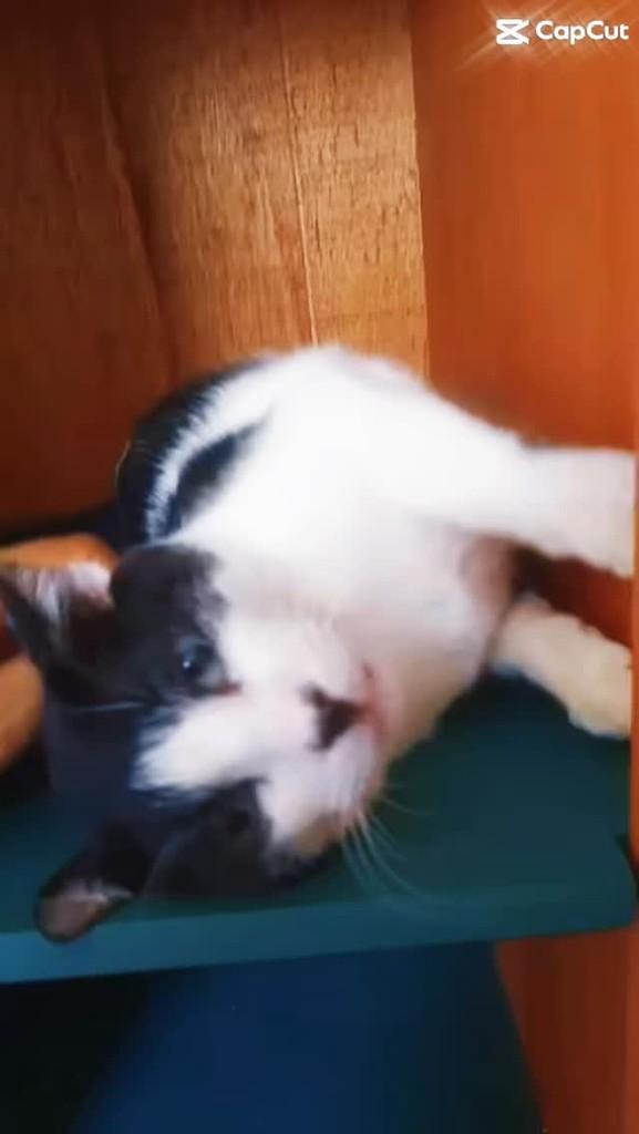 Romeu, gato de porte médio para adoção em Campinas - SP