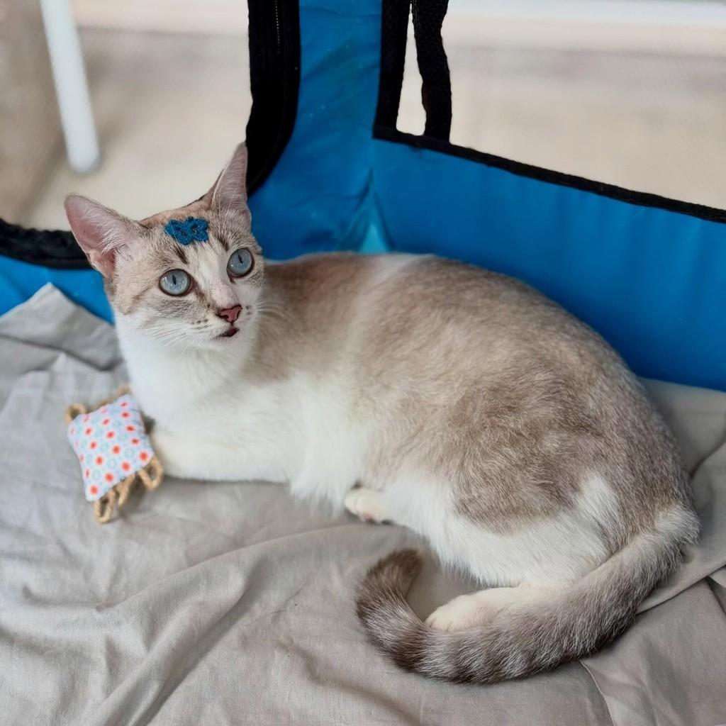 Sofia, gata de porte médio para adoção em Campinas - SP