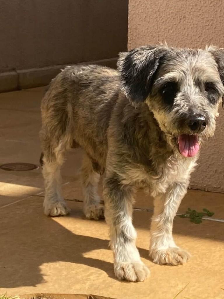 Carlinhos, cachorro de porte médio para adoção em Paulínia - SP