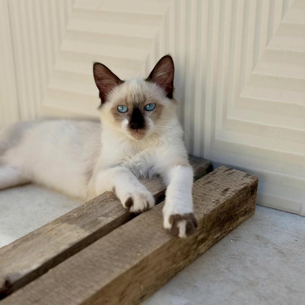 Leon, gato de porte pequeno para adoção em Campinas - SP