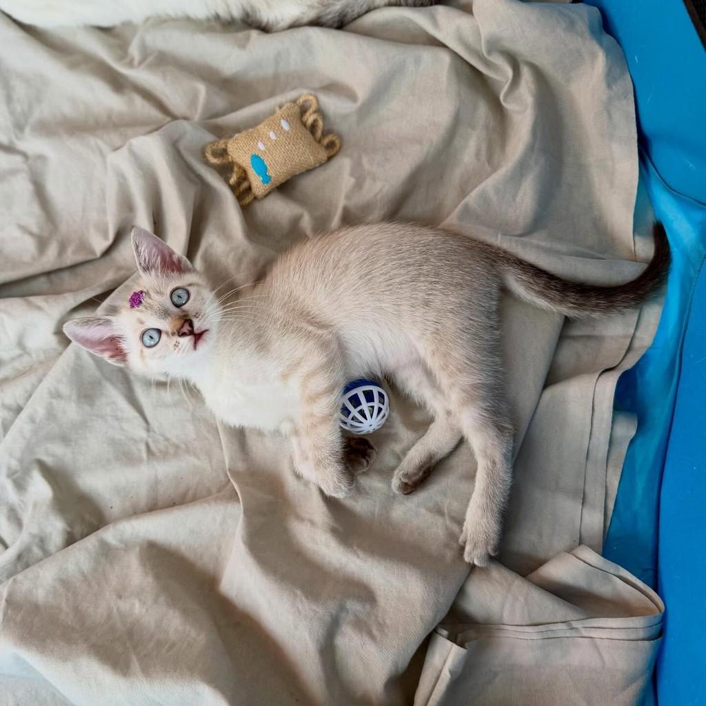 Laurinha, gata para adoção em Campinas - SP