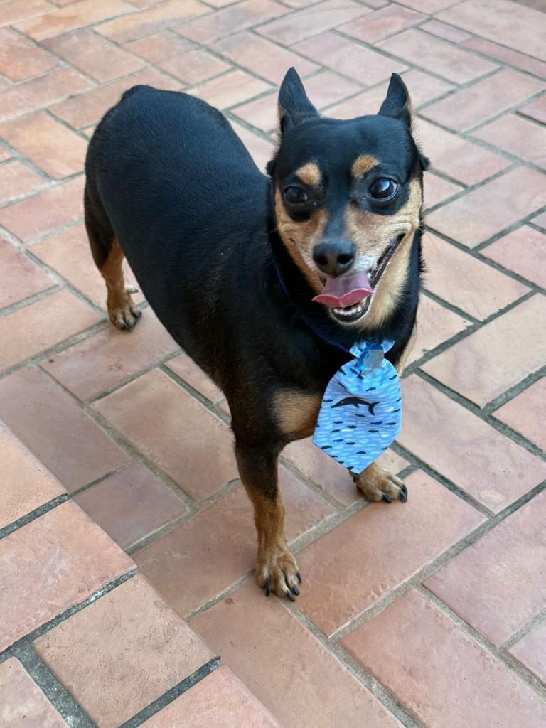 Mamãozinho, cachorro de porte pequeno para adoção em Campinas - SP