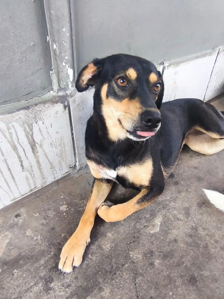 Maricota, cadela de porte pequeno para adoção em Campinas - SP