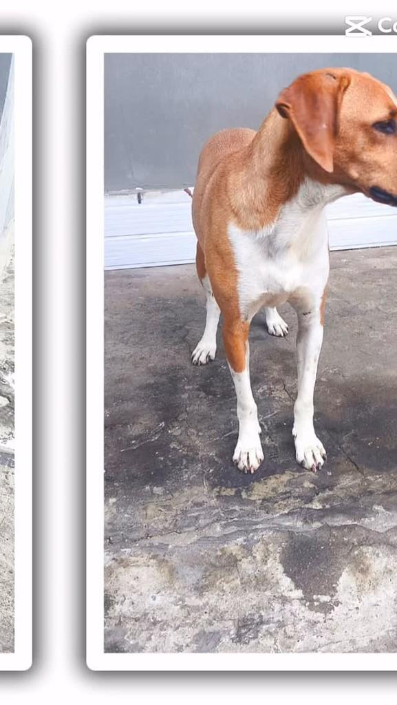 Fubá, cachorro de porte médio para adoção em Campinas - SP