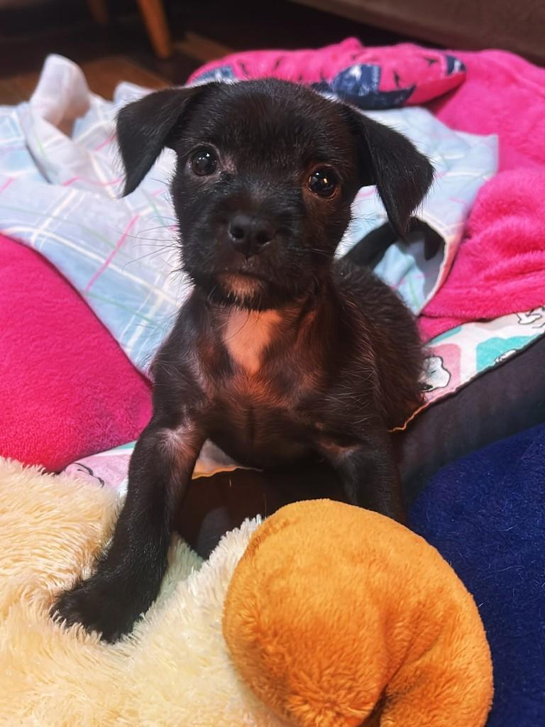 Serena, cachorro de porte pequeno para adoção em Campinas - SP