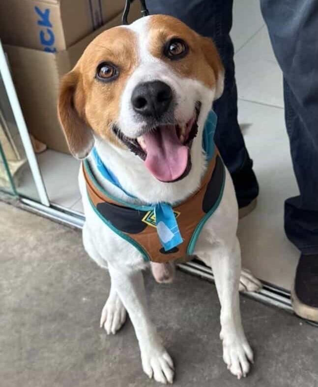 Rex, cachorro de porte médio para adoção em Piracicaba - SP