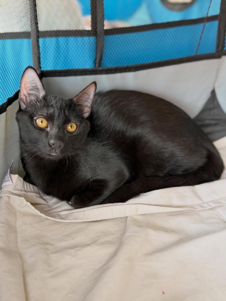 Brigadeiro, gato de porte pequeno para adoção em Campinas - SP