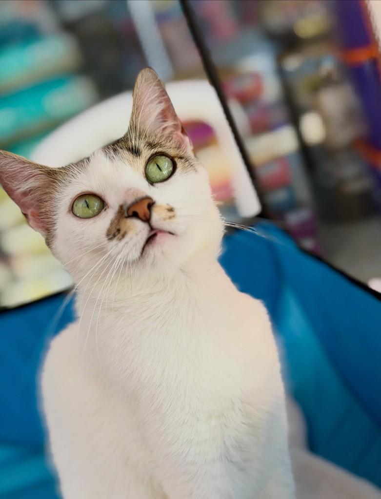 Chanel, gata de porte pequeno para adoção em Campinas - SP