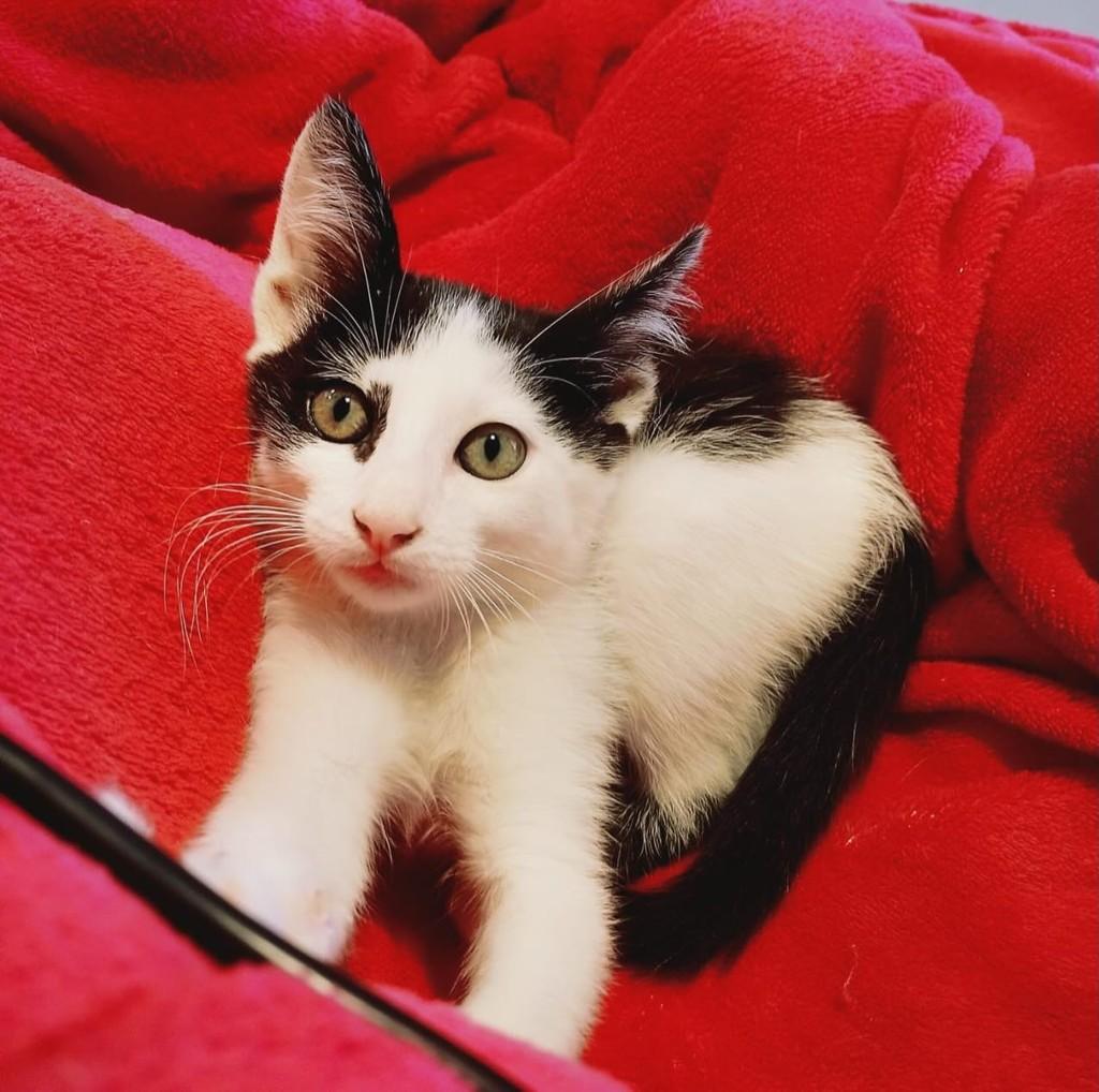 Frajolinha, gato de porte pequeno para adoção em Sumaré - SP