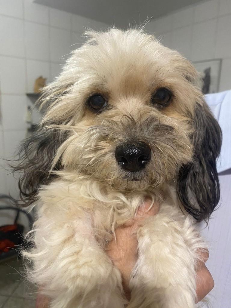 Babilene, cadela de porte pequeno para adoção em Campinas - SP