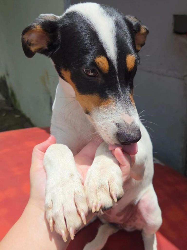 Belinha, cadela de porte médio para adoção em Campinas - SP