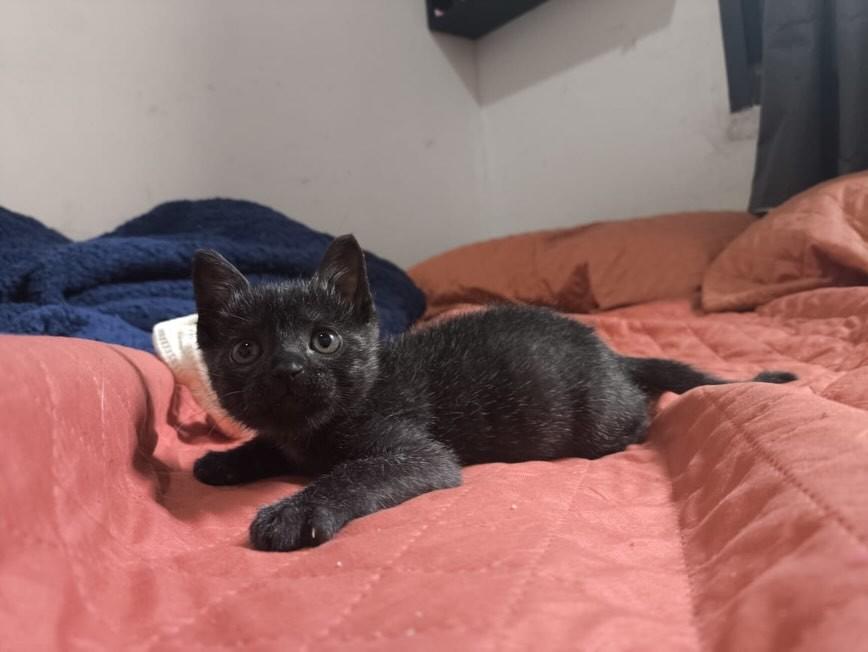 Cisco, gato de porte pequeno para adoção em Campinas - SP