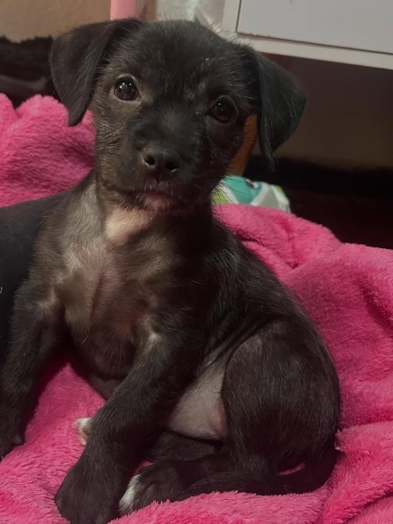 Serena Willians, cachorro de porte pequeno para adoção em Campinas - SP