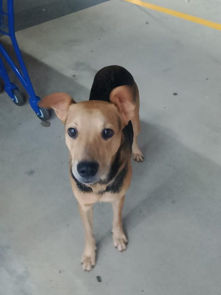 Mandioco, cachorro de porte médio para adoção em Campinas - SP