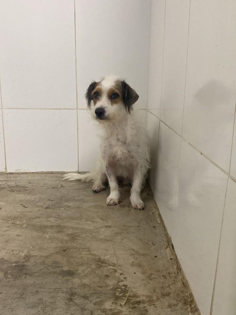 Fuinha, cadela de porte pequeno para adoção em Campinas - SP