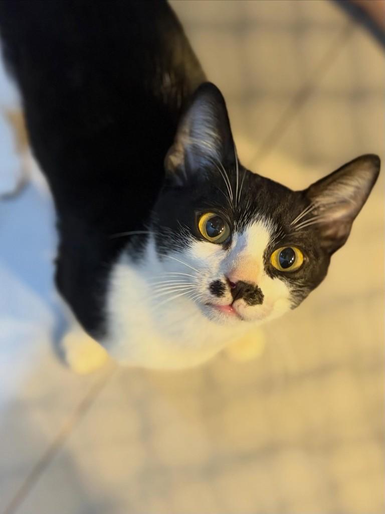 Charles, gato para adoção em Campinas - SP