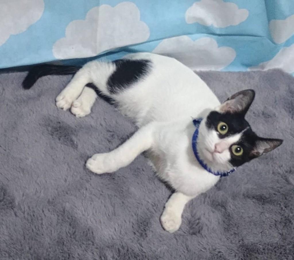 Chuvisco, gato de porte pequeno para adoção em Campinas - SP