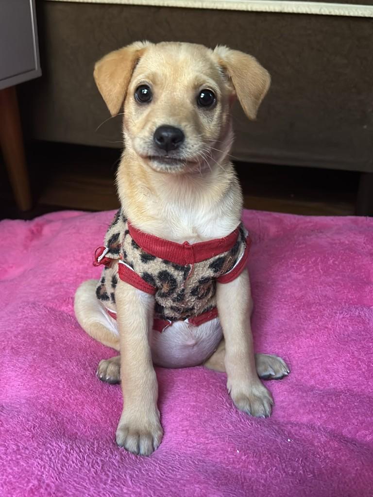 Camila, cachorro de porte médio para adoção em Campinas - SP