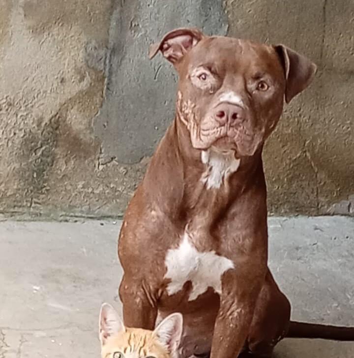 Apollo, cachorro de porte grande para adoção em Campinas - SP
