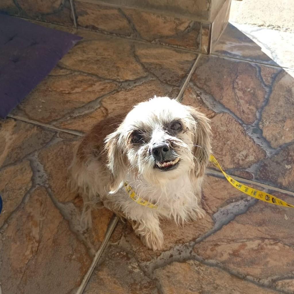 Messi, cachorro de porte pequeno para adoção em Campinas - SP