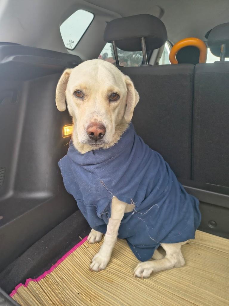 Brancão, cachorro de porte médio para adoção em Campinas - SP