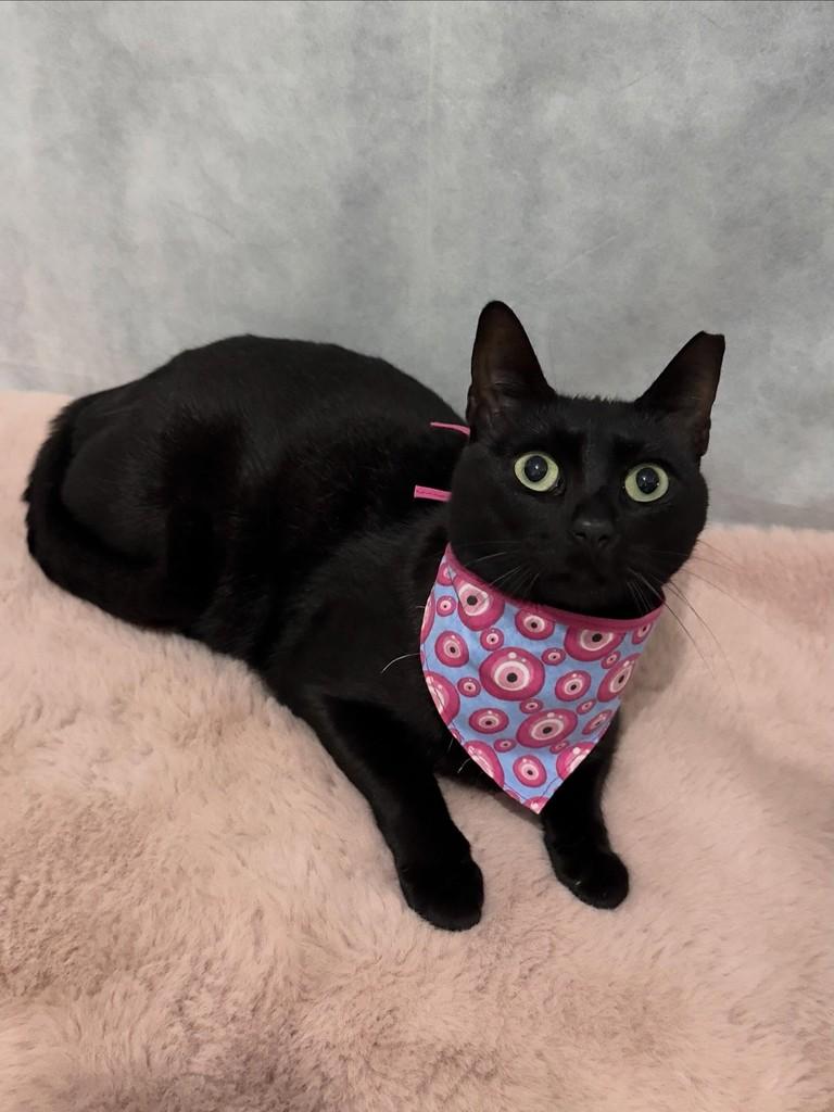 Vênus, gato de porte médio para adoção em Campinas - SP