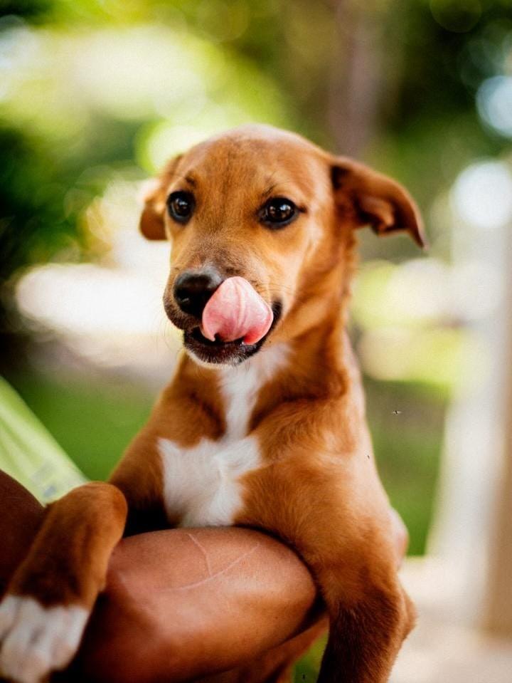 Léo, cachorro de porte pequeno para adoção em Hortolândia - SP