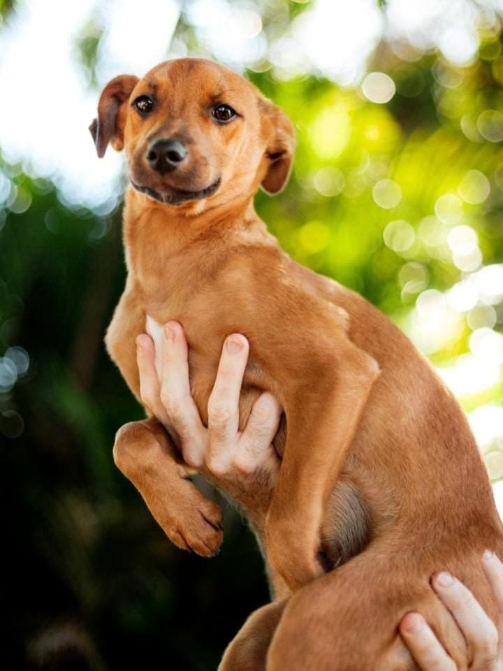 Lê, cachorro de porte pequeno para adoção em Hortolândia - SP