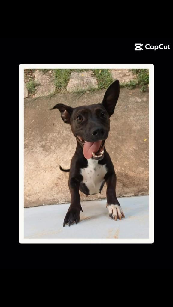 Joana, cachorro de porte pequeno para adoção em Campinas - SP