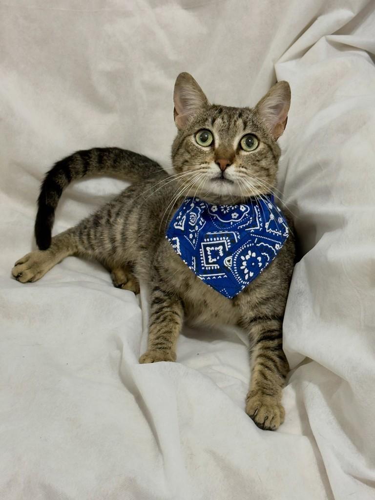 Shimom, gato de porte médio para adoção em Campinas - SP