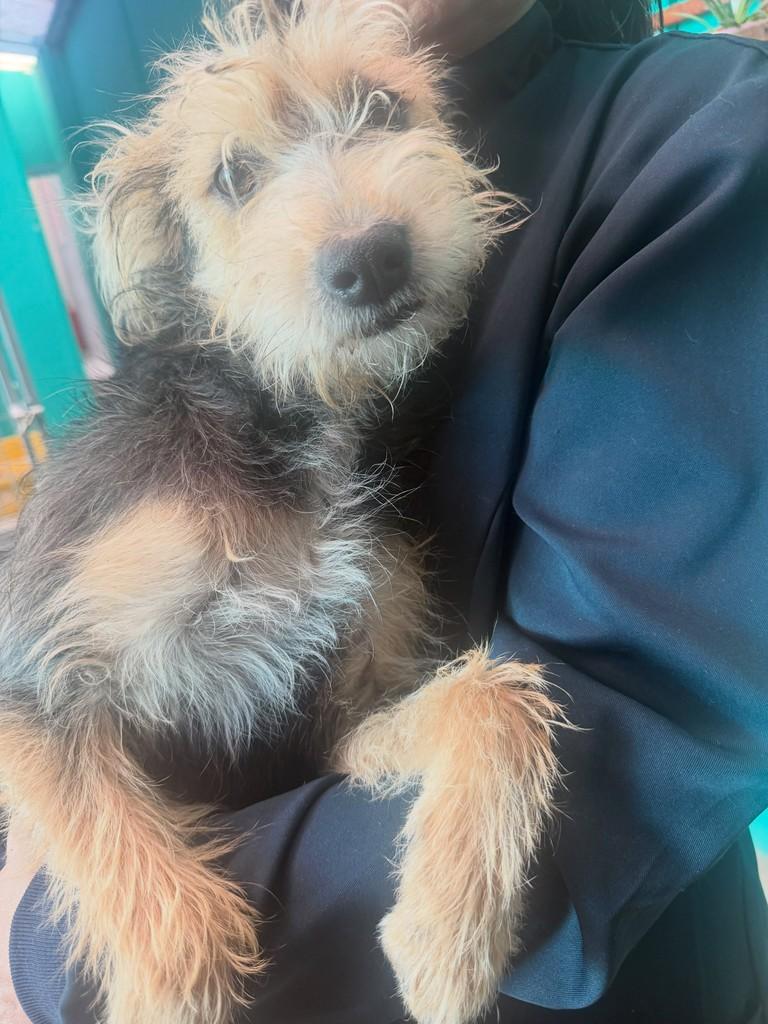 Sky, cachorro de porte pequeno para adoção em Campinas - SP