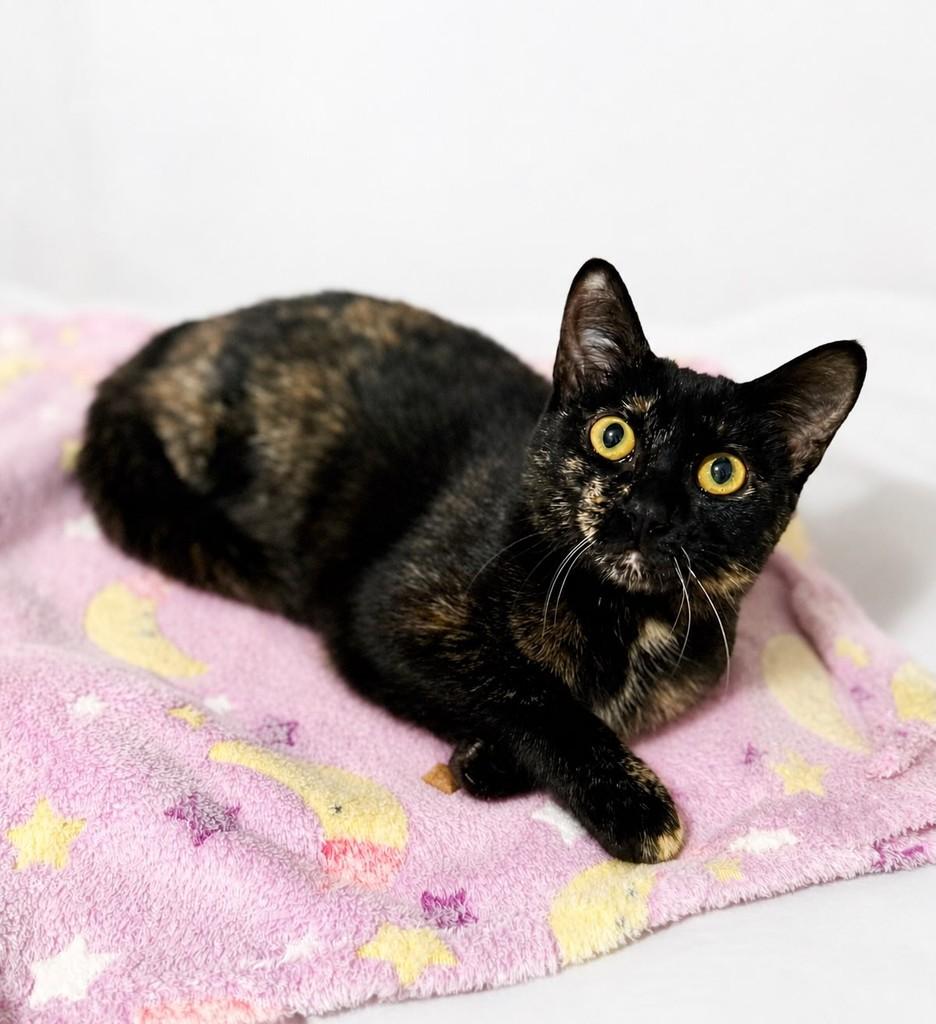 Gaia, gata de porte pequeno para adoção em Campinas - SP