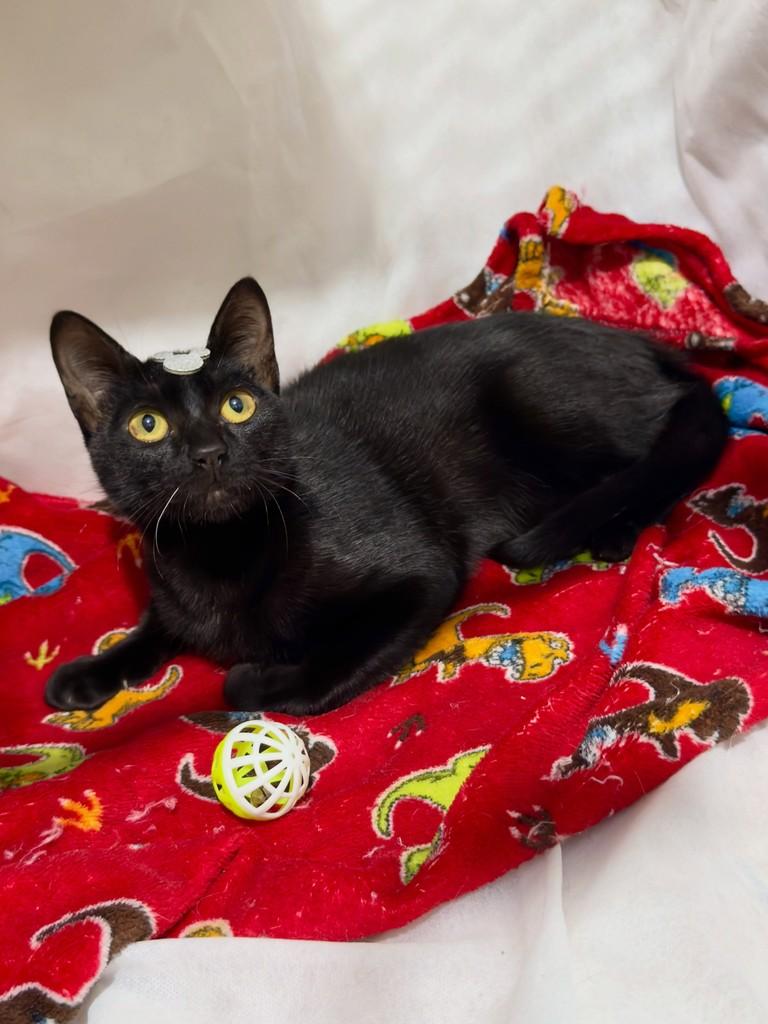 Eros, gato de porte pequeno para adoção em Campinas - SP