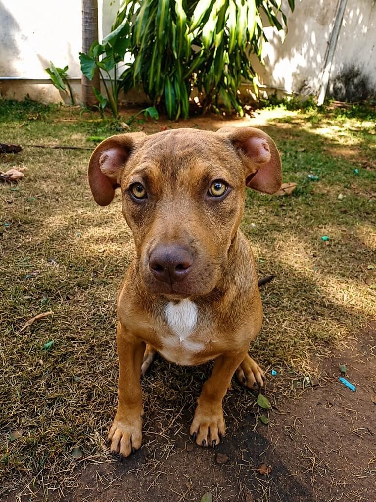 Juanzinho, cachorro de porte pequeno para adoção em Campinas - SP