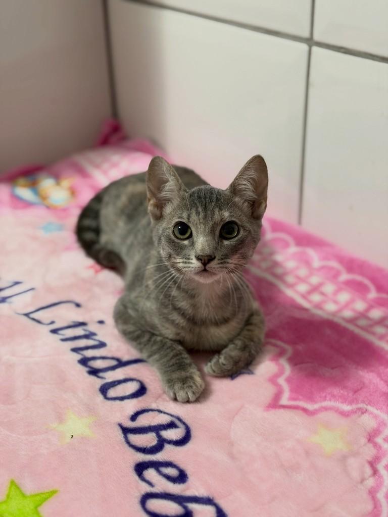 Tulipa, gata de porte pequeno para adoção em Campinas - SP