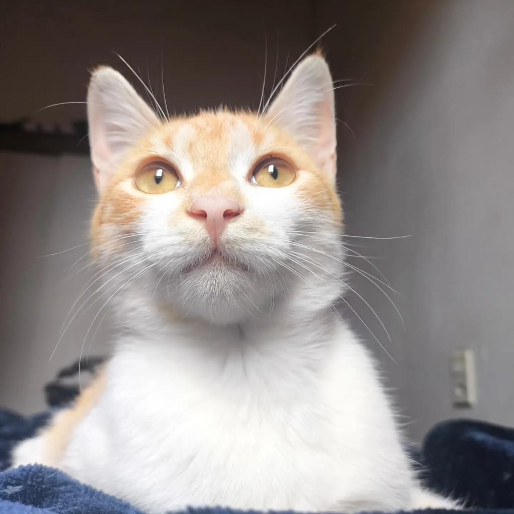 Paçoca, gato de porte pequeno para adoção em Campinas - SP