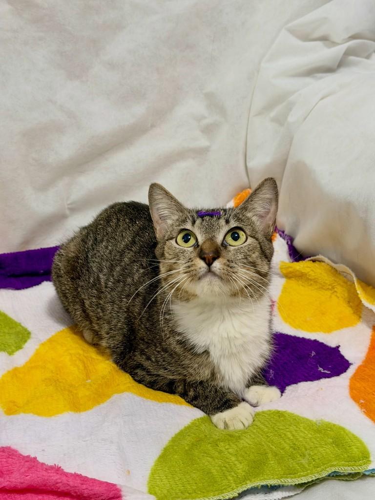 Florizinha, gata de porte pequeno para adoção em Campinas - SP