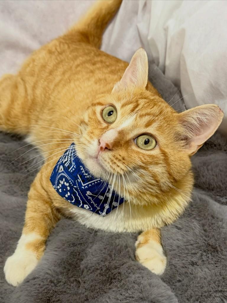 Fubá, gato de porte pequeno para adoção em Campinas - SP