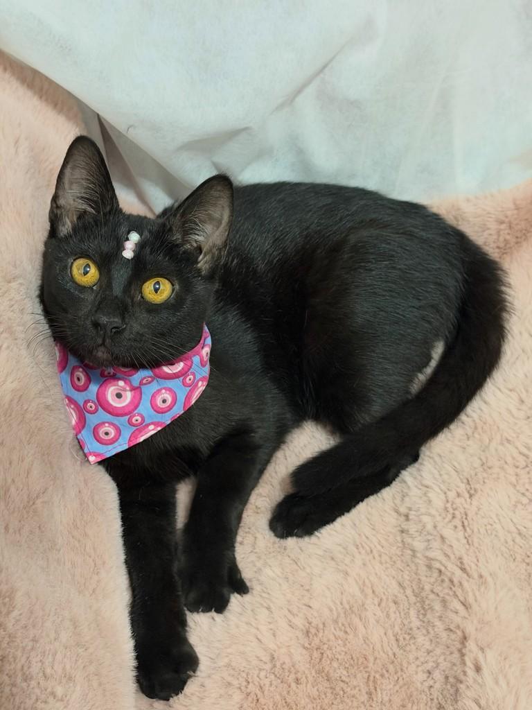 Nyx, gata de porte pequeno para adoção em Campinas - SP