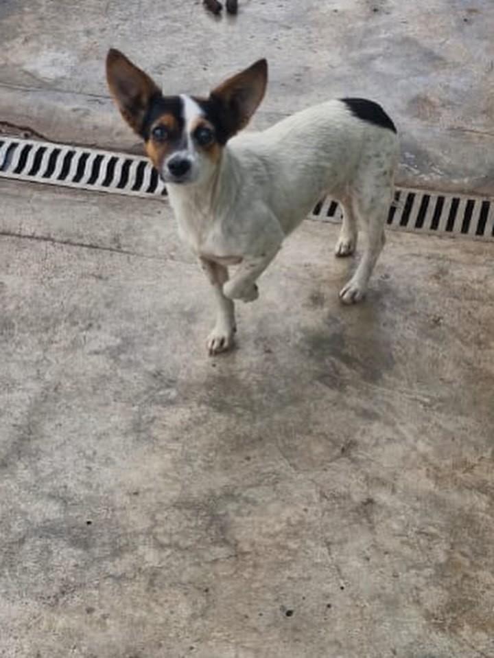 Frida, cachorro de porte pequeno para adoção em Campinas - SP