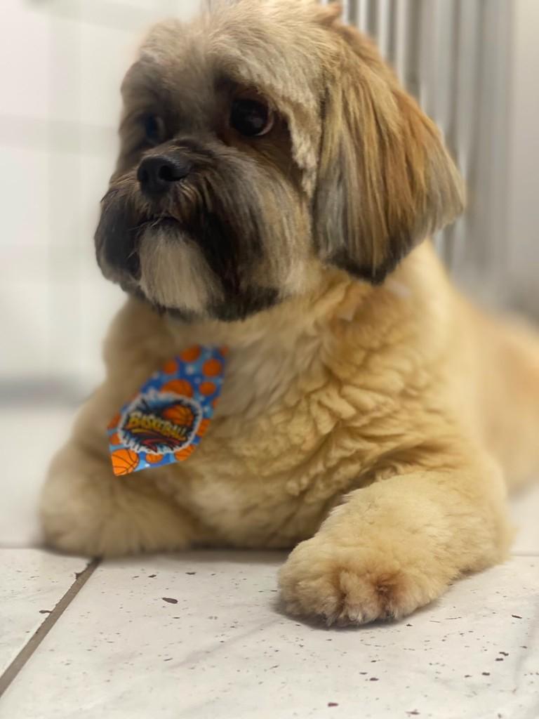 Marco Antônio, cachorro de porte pequeno para adoção em Campinas - SP