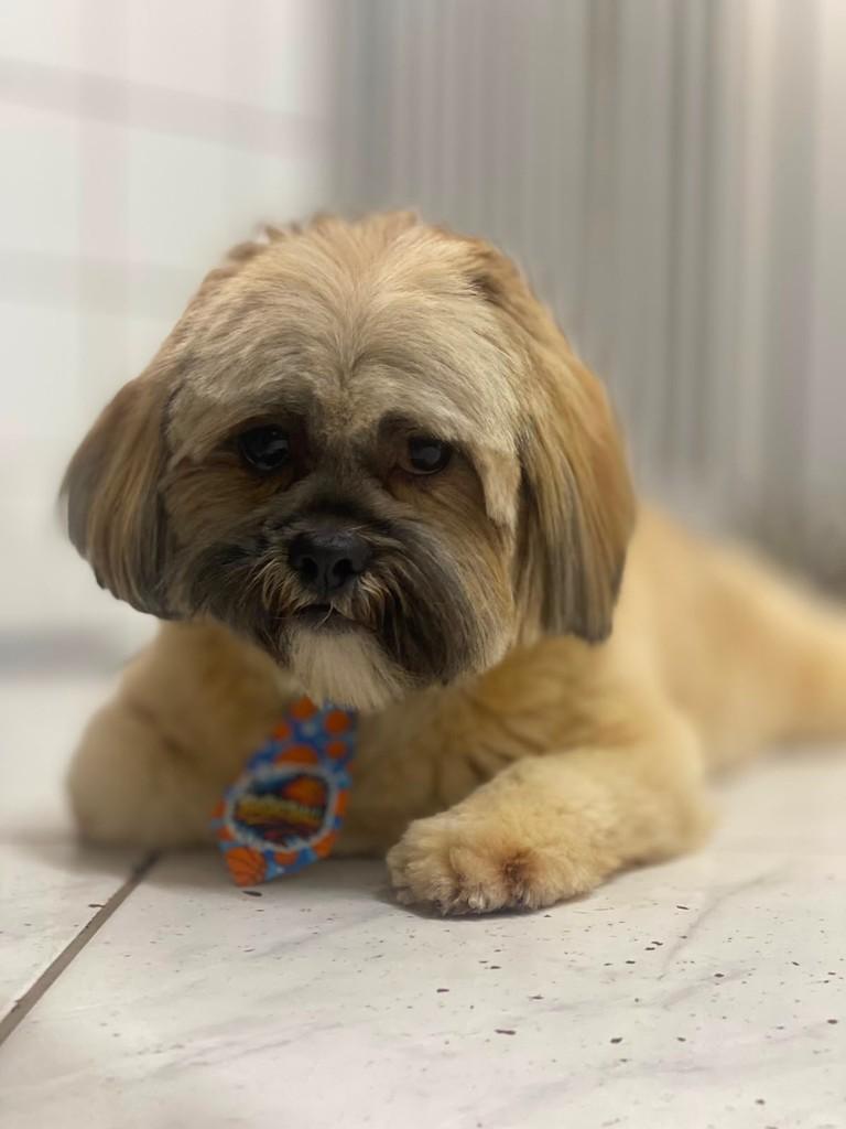 Marco Antônio, cachorro de porte pequeno para adoção em Campinas - SP — foto 2 de 3